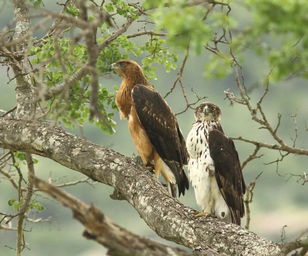 Птицы среда обитания фото Hawk-Eagle, African & Juvenile Crops full after a good mea. Flickr