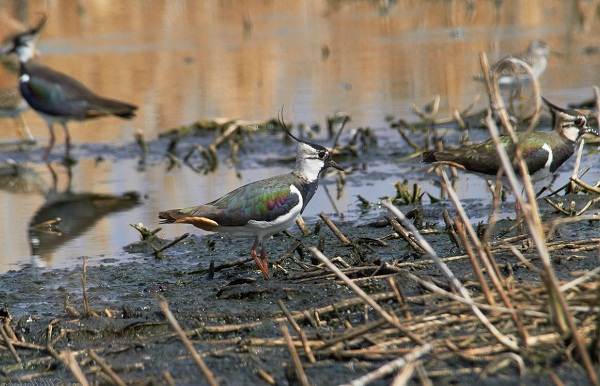 Great Texas Wildlife Trails - Wildlife - Texas Parks & Wildlife - Texas Birding 