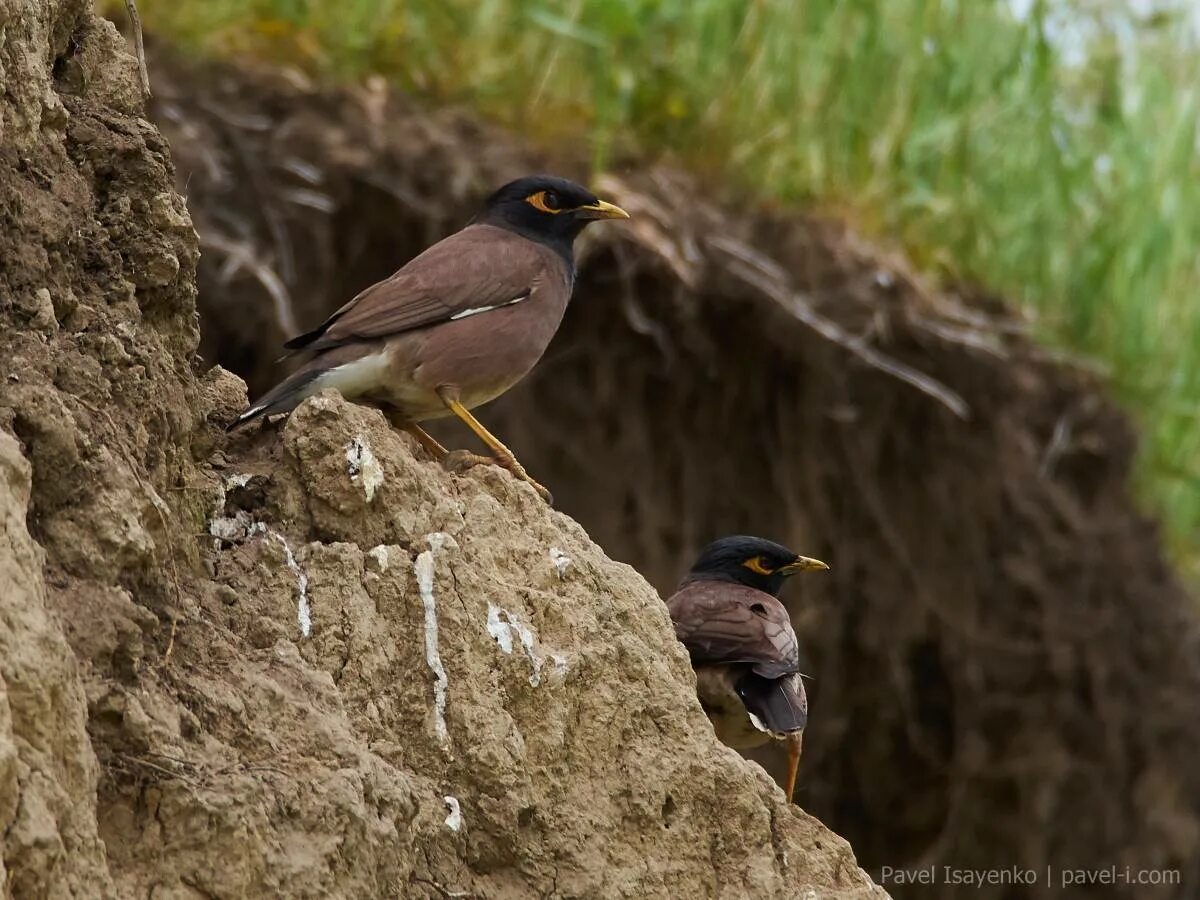 Птицы среда обитания фото Common Mynah (Acridotheres tristis). Birds of Kyrgyzstan.