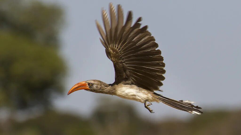 Птицы среда обитания фото Flying Red-billed Hornbill (Explored) Zimbabwe - Hwange Na. Flickr