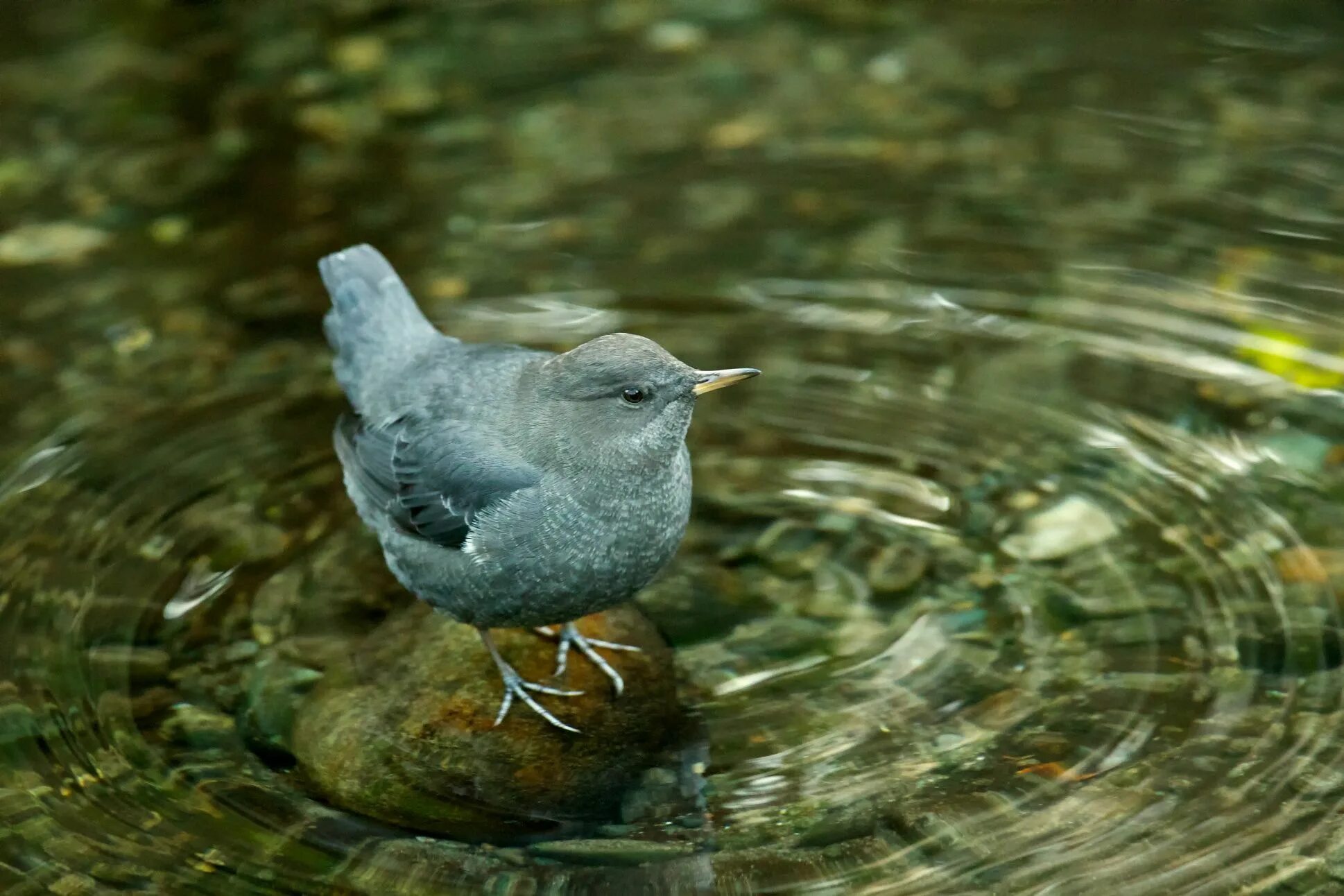 Птицы среда обитания фото Amazing Aquatic American Dipper