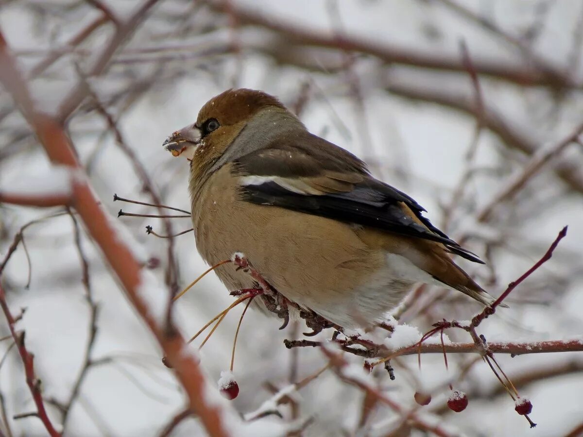 Птицы средней полосы россии фото Дубонос (Coccothraustes coccothraustes). Птицы Сибири.