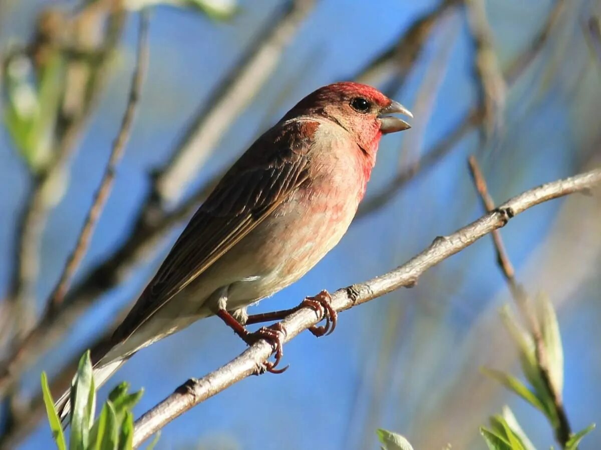 Птицы средней полосы россии фото Russian birds: найдено 84 картинок