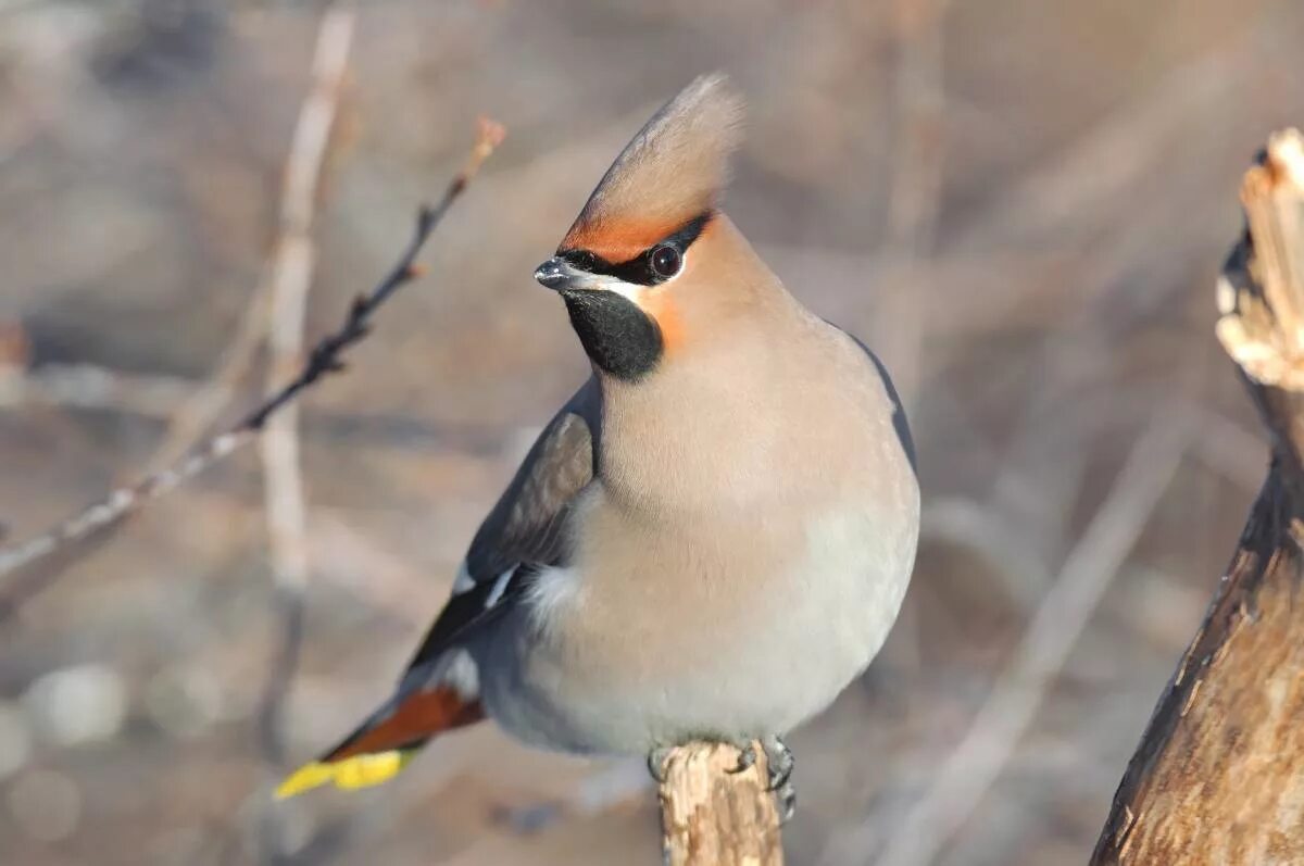 Птицы средней россии фото Bohemian Waxwing (Bombycilla garrulus). Birds of Siberia.