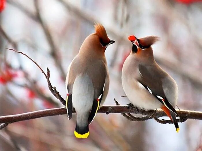 Птицы средних размеров фото Birds Домашние птицы, Разноцветные птицы, Животные