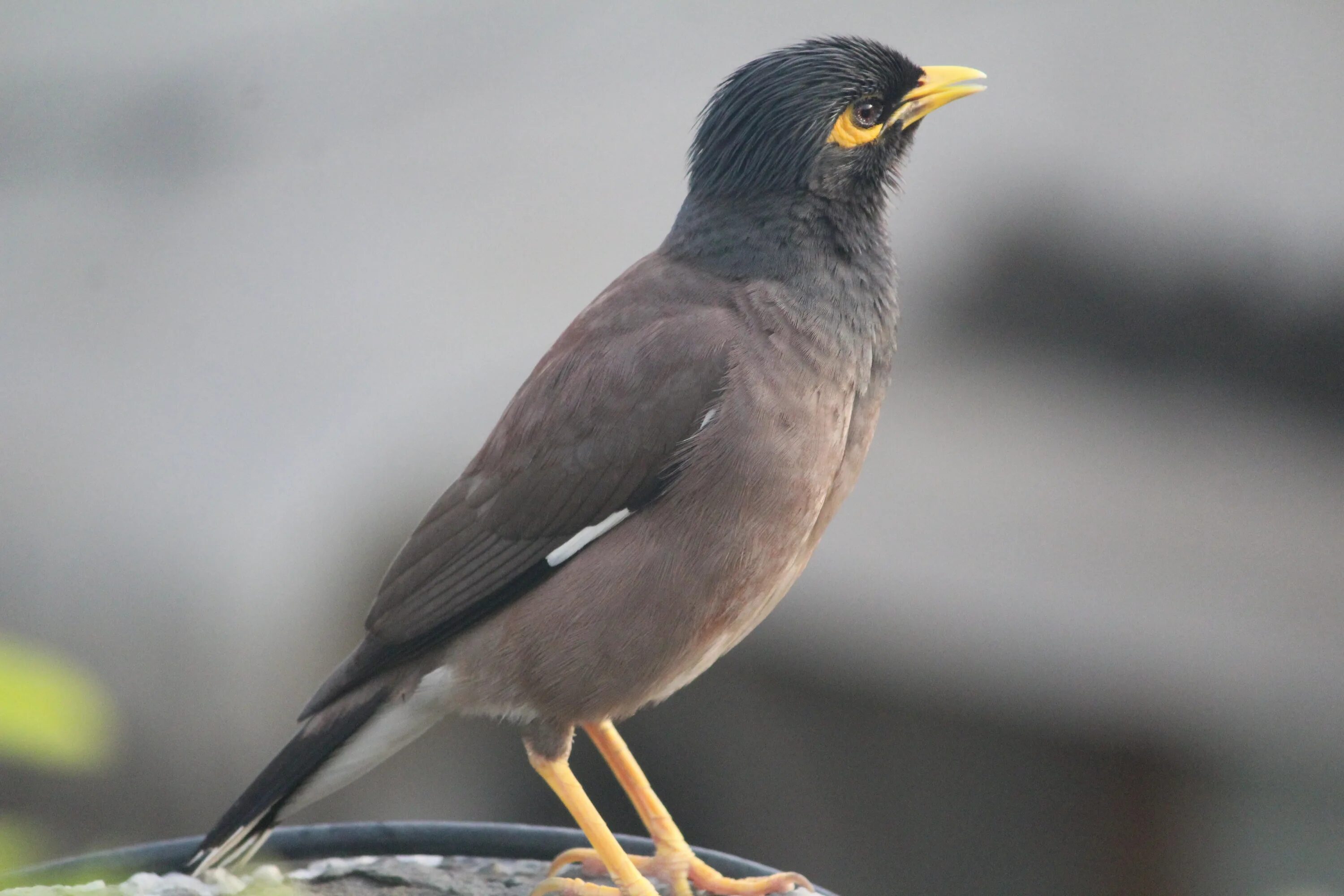 Птицы средних размеров фото Mynah on a blurred background free image download