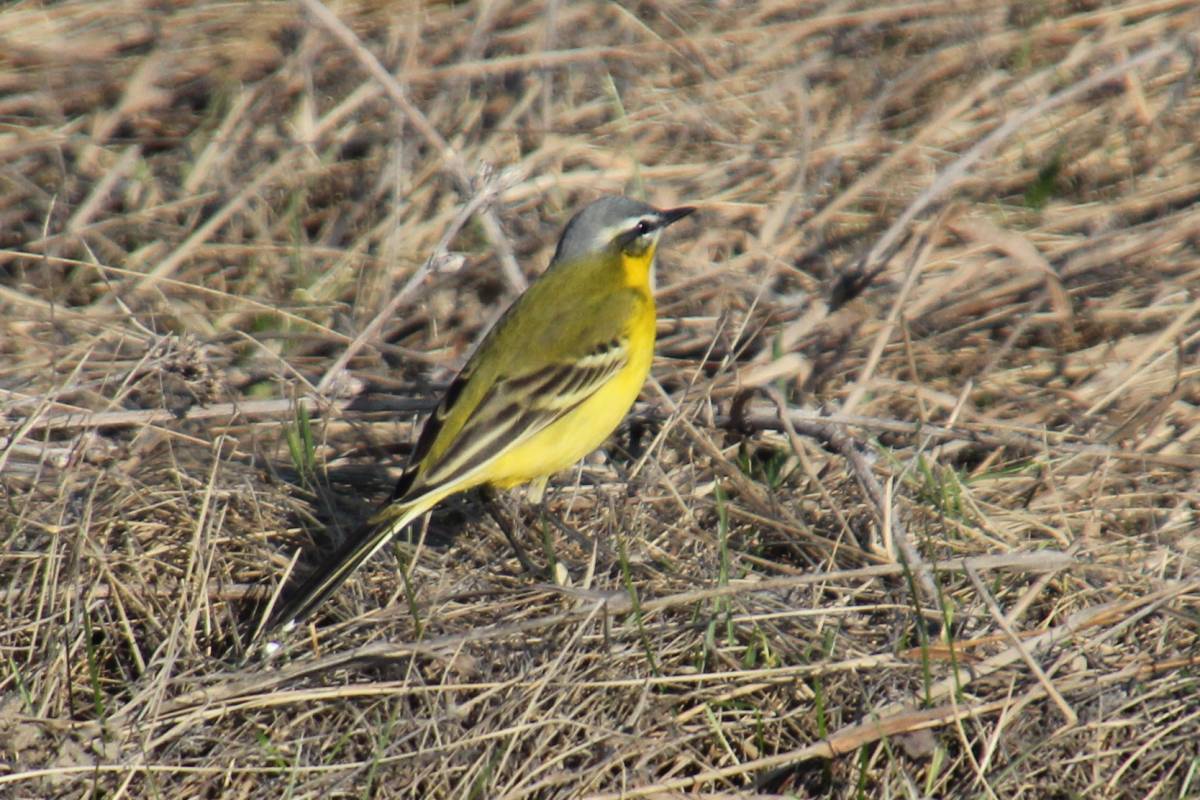 Птицы ставрополя фото Yellow Wagtail (Motacilla flava). Birds of Siberia.