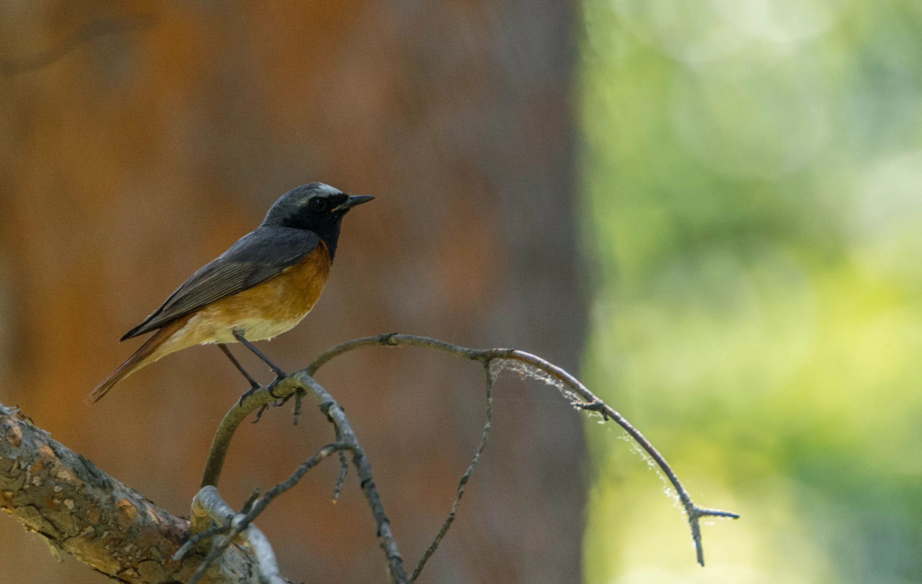 Птицы свердловской области фото Ratel Фото #38 Лесные Птицы-14 Golos.io Блоги