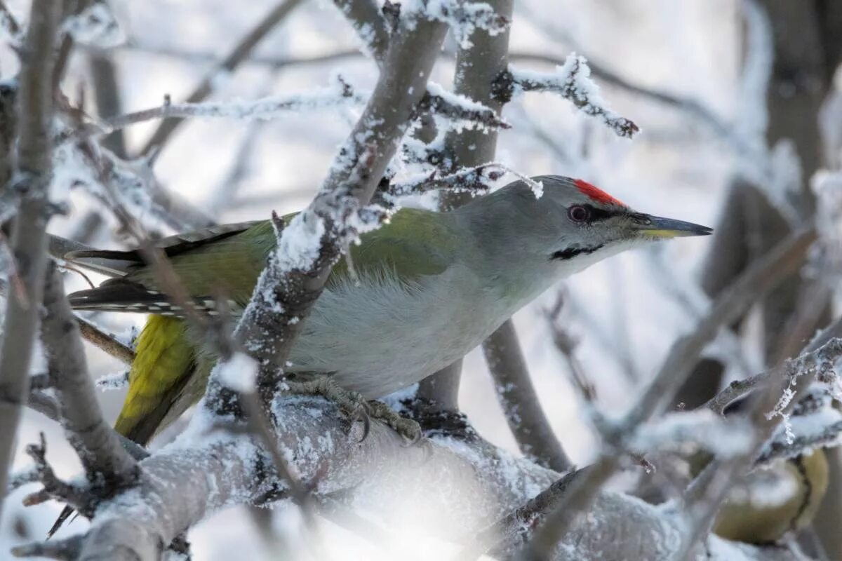 Птицы свердловской области фото и название Grey-Headed Woodpecker (Picus canus). Birds of Siberia.