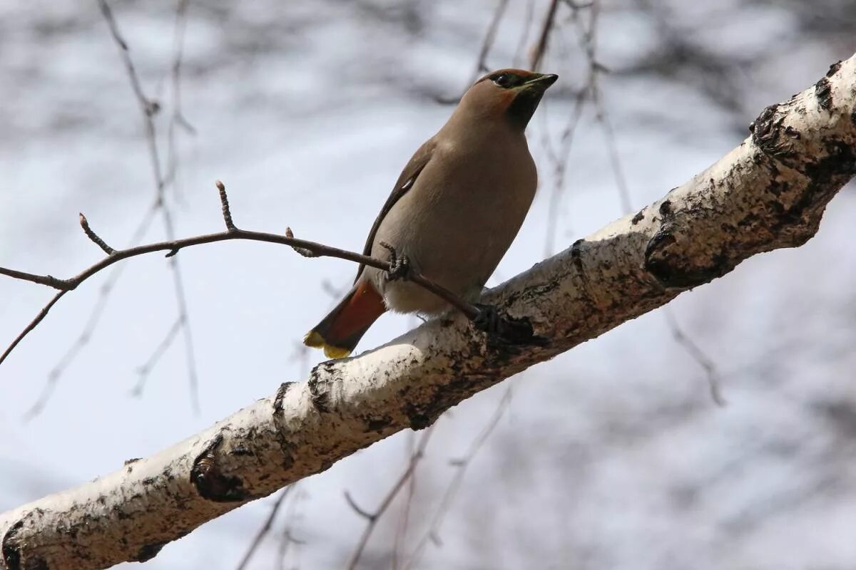 Птицы свердловской области фото и название Bohemian Waxwing (Bombycilla garrulus). Birds of Siberia.