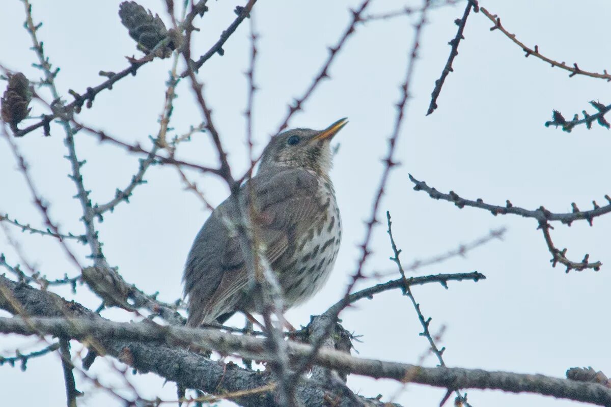 Птицы свердловской области фото и название Song Thrush (Turdus philomelos). Birds of Siberia.