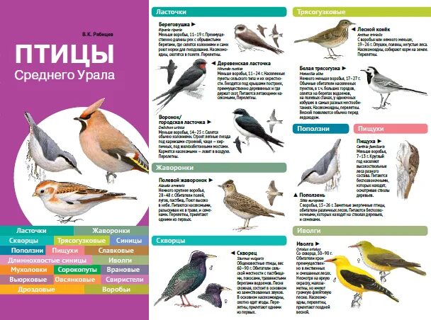 Птицы свердловской области фото и название Птицы городские с названиями - блог Санатории Кавказа