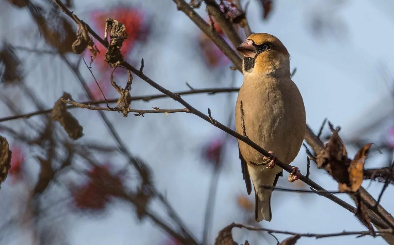 Птицы свердловской области фото и название Ratel's photos #90 Forest Birds-58 - Steemit