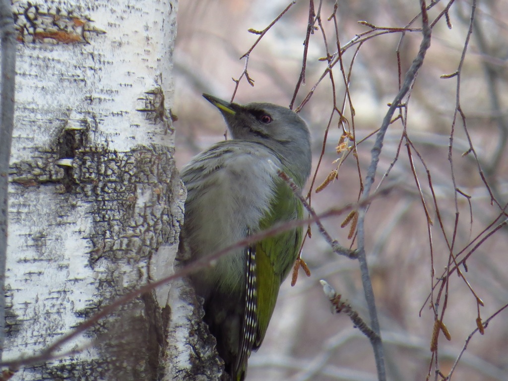 Птицы свердловской области фото и название Седой дятел (Picus canus). Птицы Сибири.