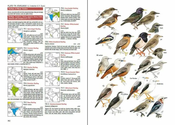 Птицы свердловской области фото и название определитель Birds of South Asia - Lynx Edicions Birds, Bird poster, Field guide