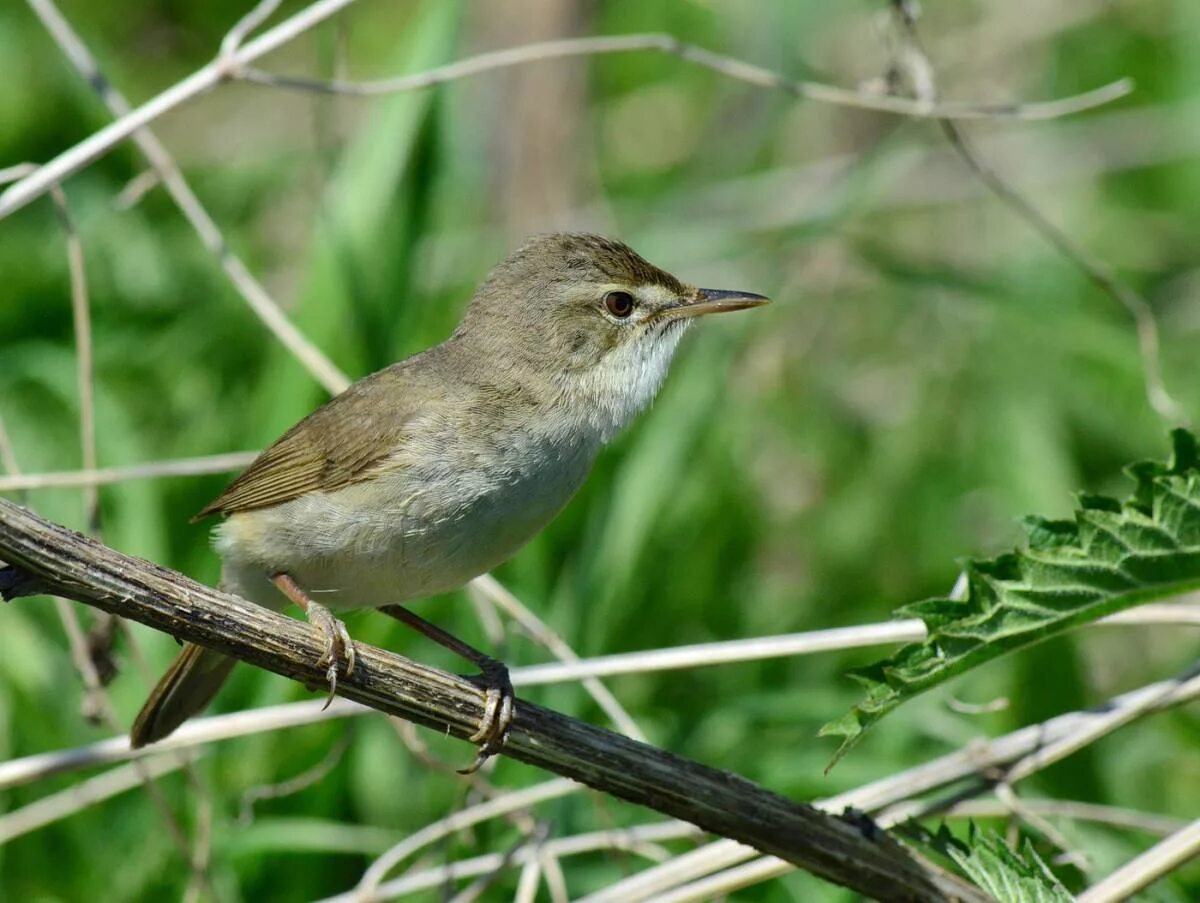 Птицы тамбовской области фото Blyth's Reed Warbler (Acrocephalus dumetorum). Birds of Siberia.