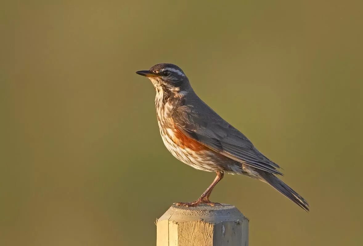 Птицы тамбовской области фото Redwing. Animals beautiful, Bird species, Beautiful birds