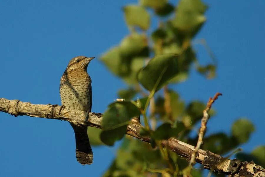 Птицы тамбовской области фото Eurasian Wryneck (Jynx torquilla). Birds of Siberia.