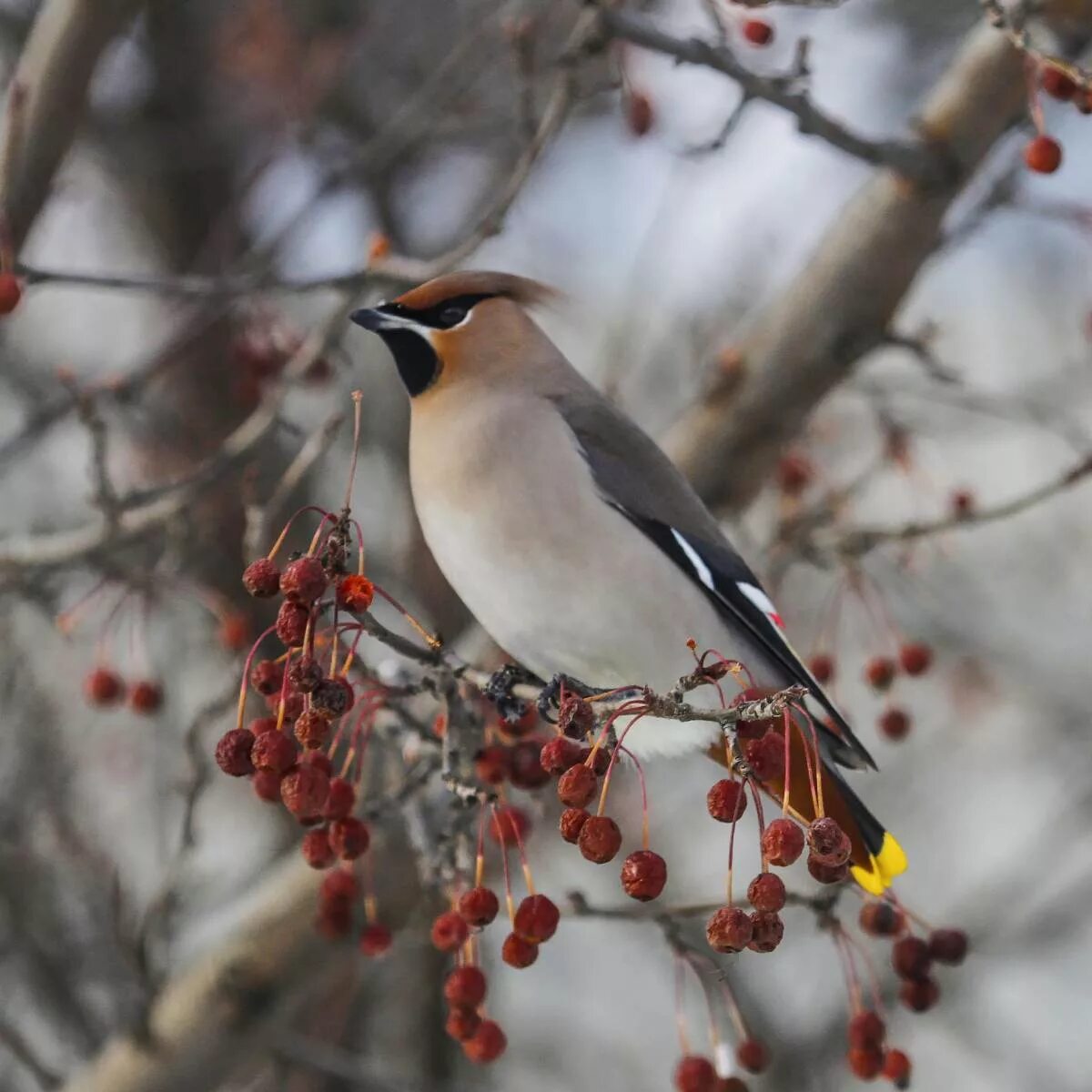 Птицы тамбовской области фото Bohemian Waxwing (Bombycilla garrulus). Birds of Siberia.