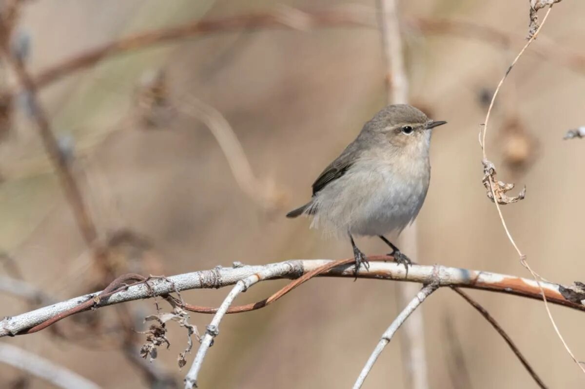 Птицы татарстана фото с названиями Пеночка-теньковка (Phylloscopus collybita). Птицы Сибири.