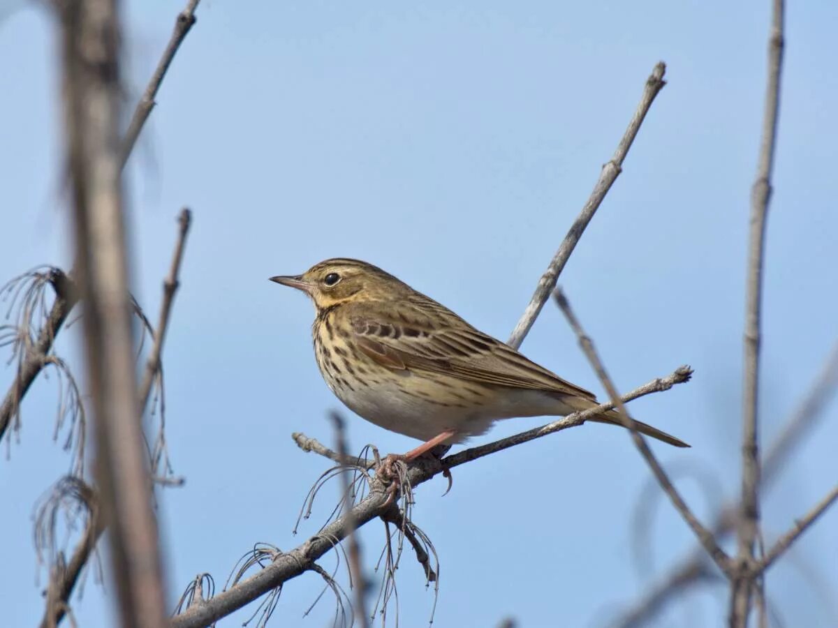 Птицы татарстана фото с названиями Tree Pipit (Anthus trivialis). Birds of Siberia.