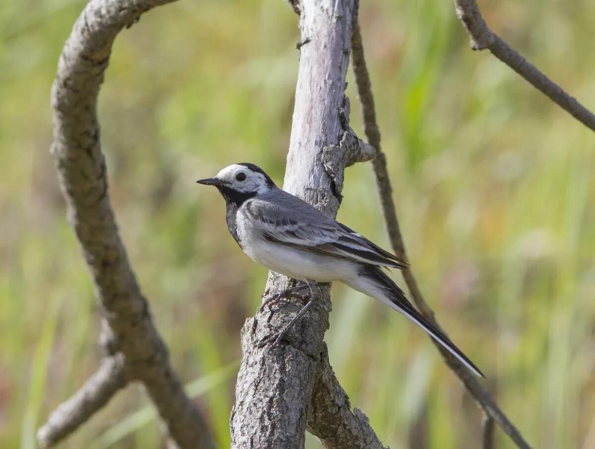 Птицы татарстана описание и фото White Wagtail (Motacilla alba). Birds of Siberia.