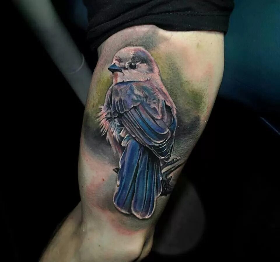 Птицы татуировок фото Realistic blue bird tattoo Tatoveringer