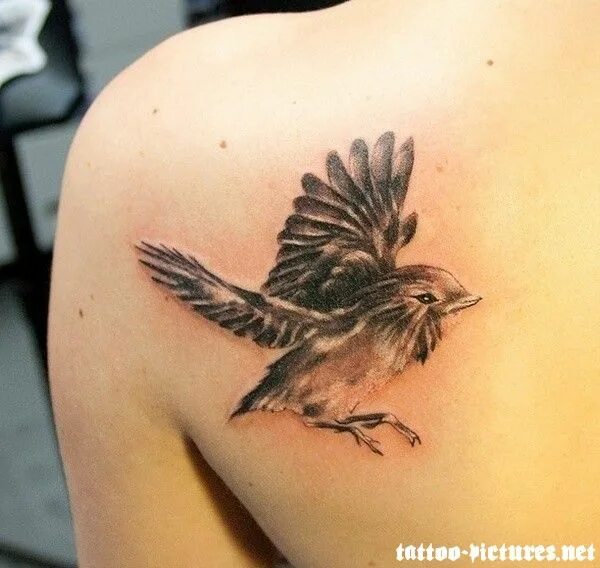 Птицы татуировок фото bird tattoo Bird Tattoo Bird tattoo back, Realistic bird tattoo, Picture tattoos