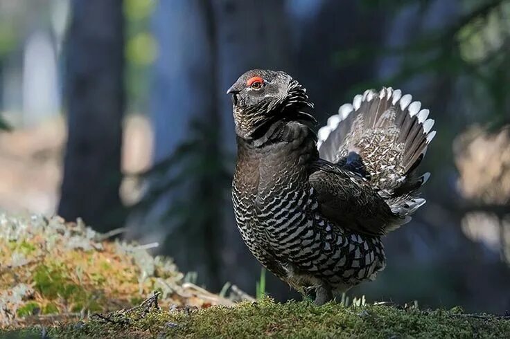 Птицы тайги фото Дикуша (Falcipennis falcipennis) По сложению и общему поведению дикуша представл