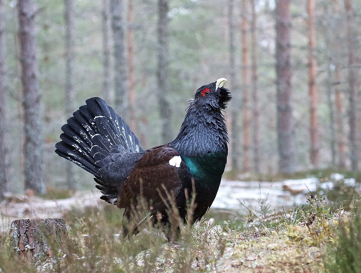 Птицы тайги фото Файл:Tetrao urogallus, Glenfeshie, Scotland 1.jpg - Википедия