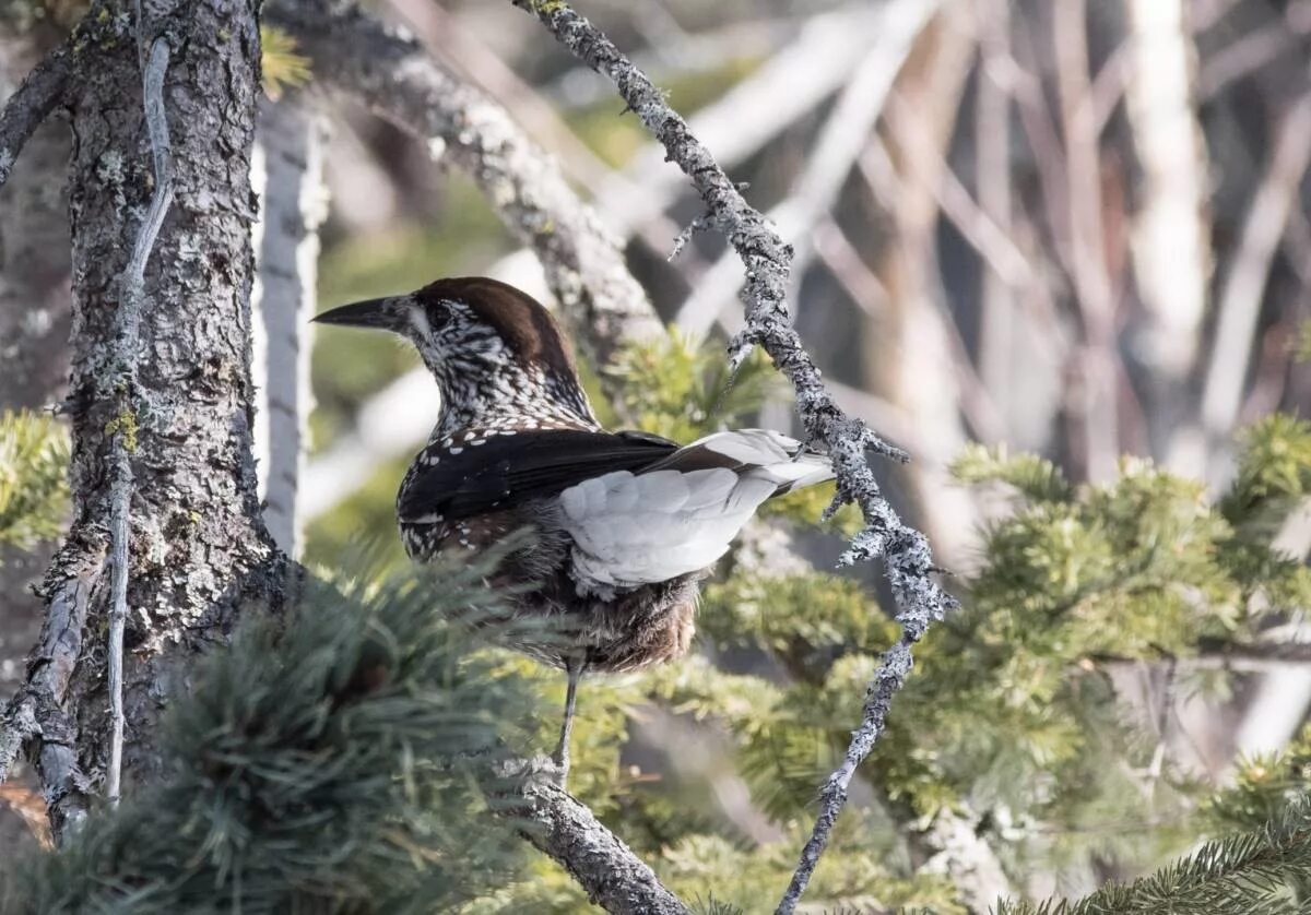 Птицы тайги фото Spotted Nutcracker (Nucifraga caryocatactes). Birds of Siberia.