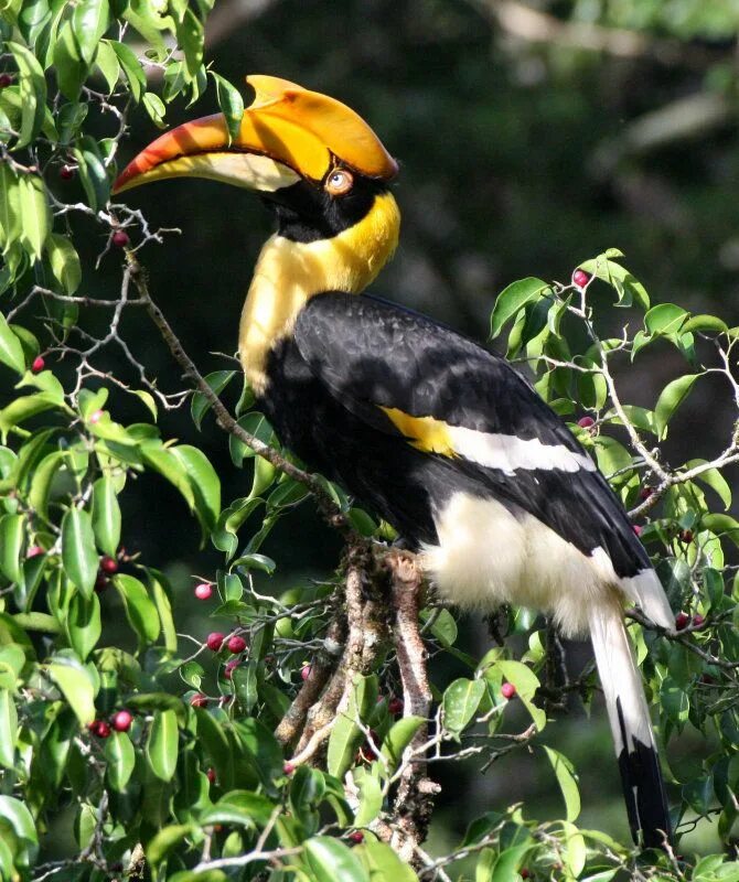 Птицы тайланда фото Great Indian hornbill