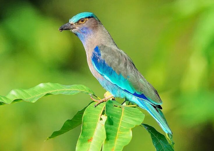 Птицы тайланда фото Birds of Koh Samui, Thailand: Koh Samui Bird-Watching Tips List of birds, Amazon