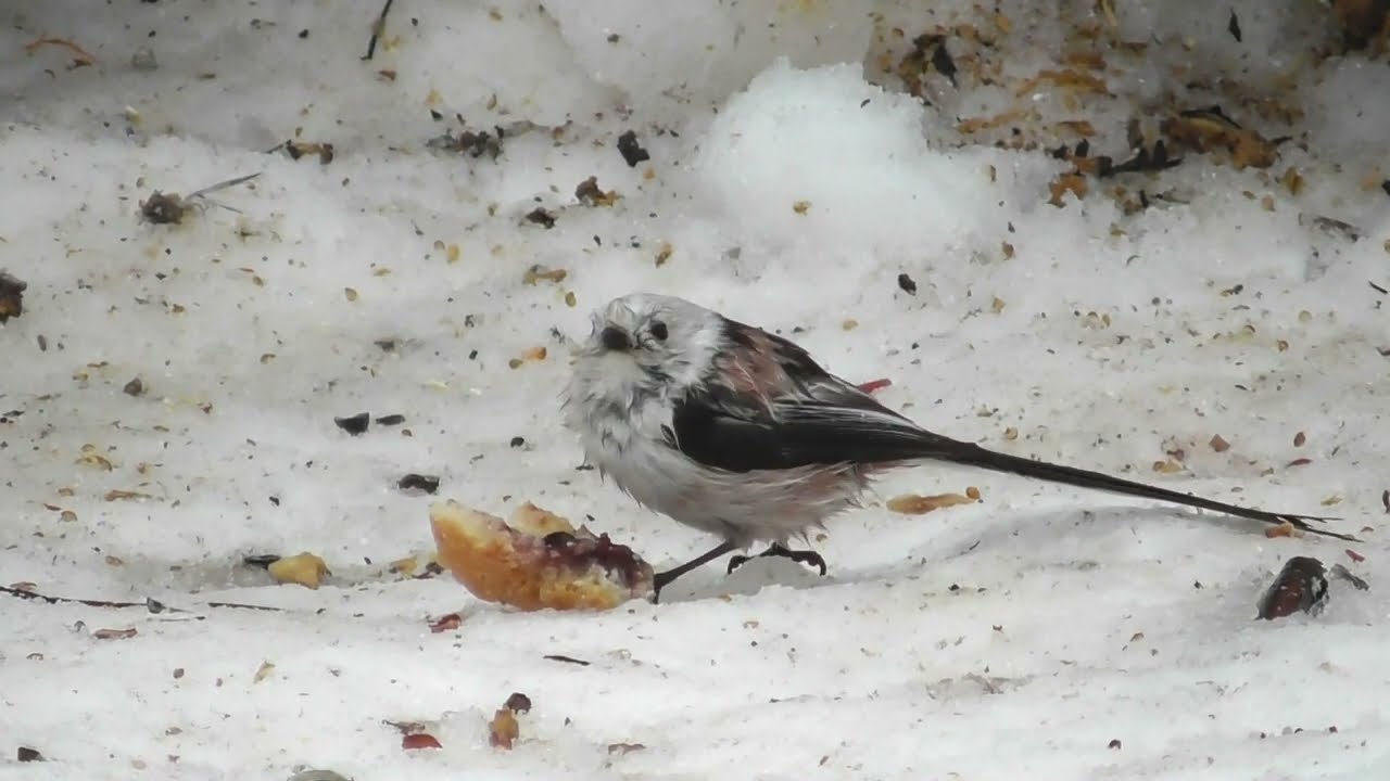 Птицы тольятти фото Длиннохвостые синицы ( Aegithalos caudatus ) - YouTube