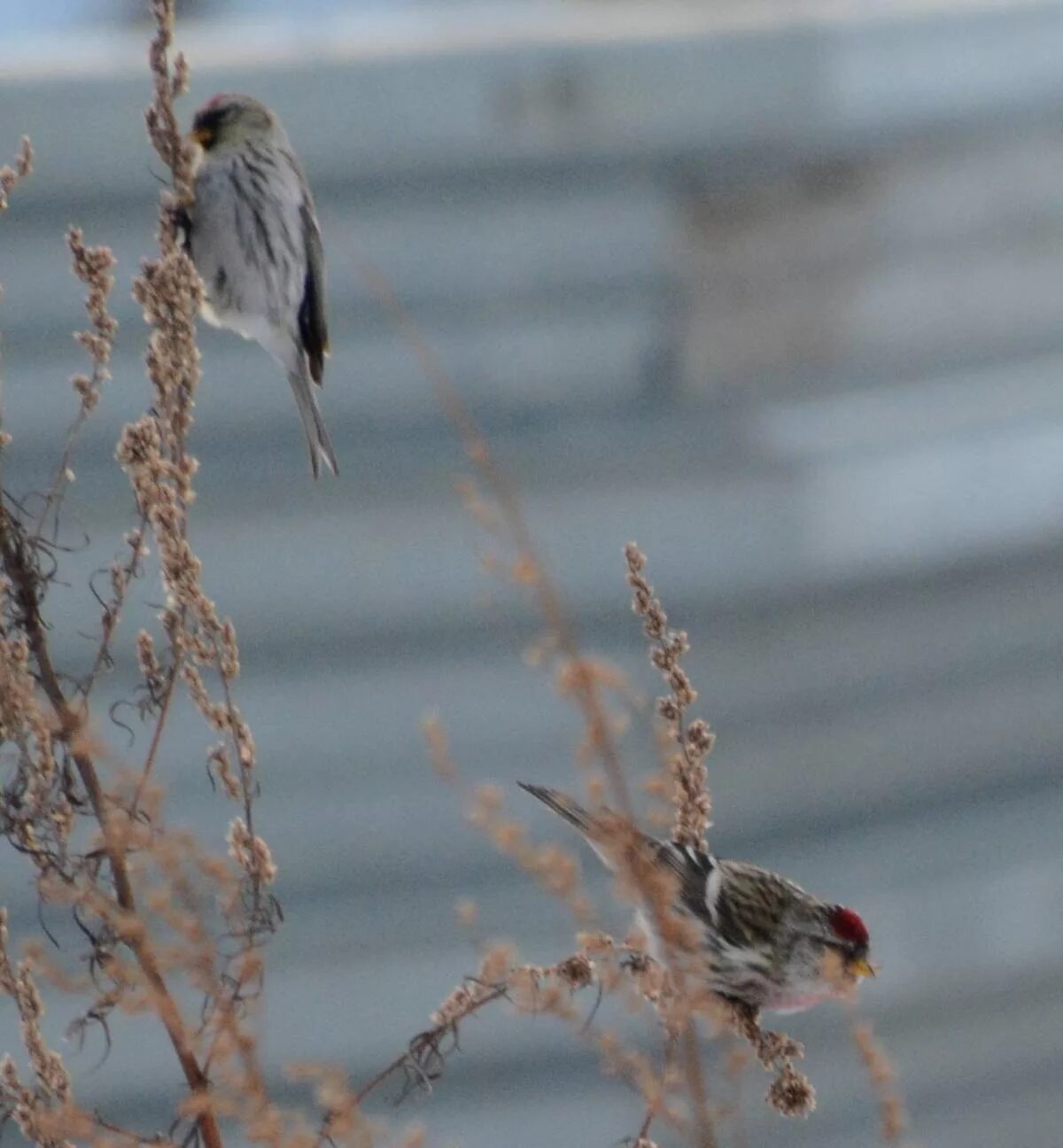 Птицы томска фото Common Redpoll (Acanthis flammea). Birds of Siberia.