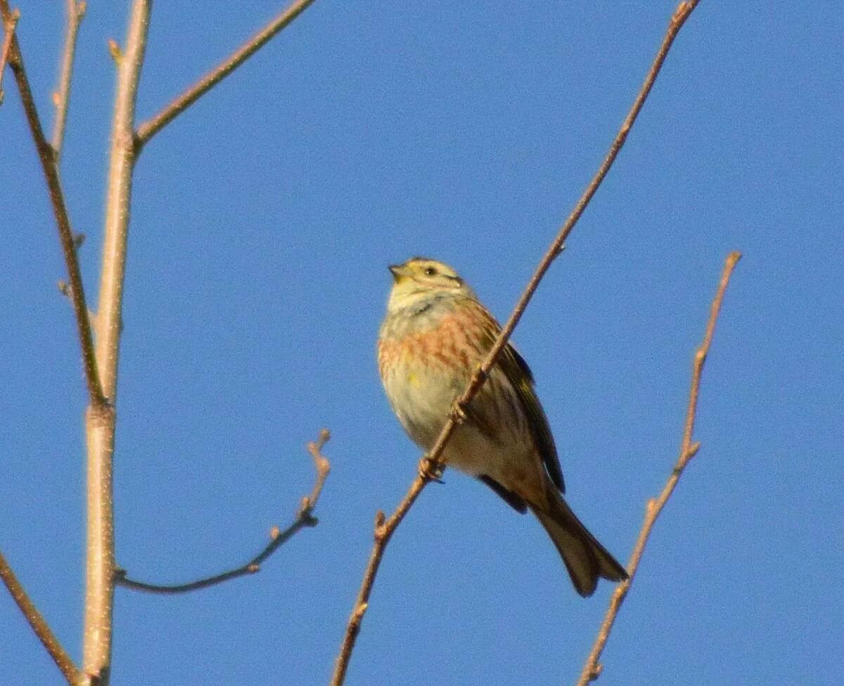 Птицы томска фото Hybrid Bunting (Emberiza (citrinella x leucocephala)). Birds of Siberia.