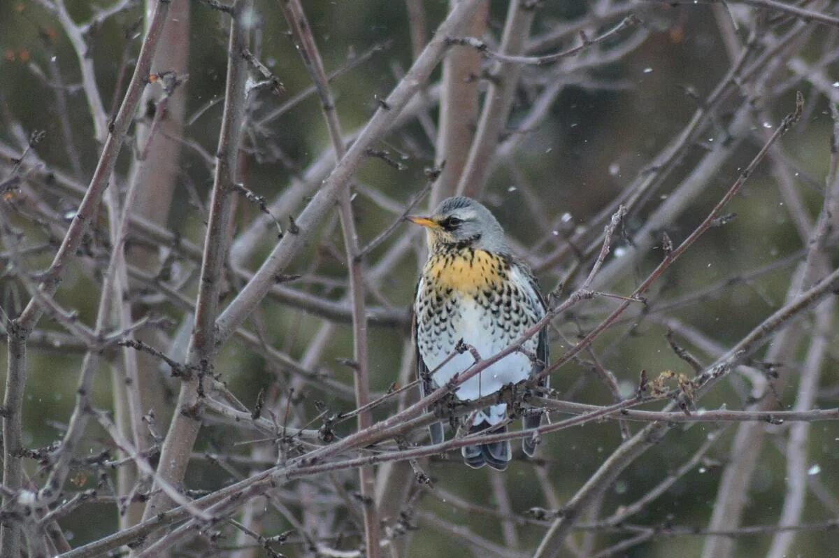 Птицы томска фото Рябинник (Turdus pilaris). Птицы Сибири.