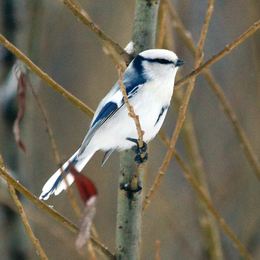 Птицы томска фото Azure Tit (Parus cyanus). Birds of Siberia.