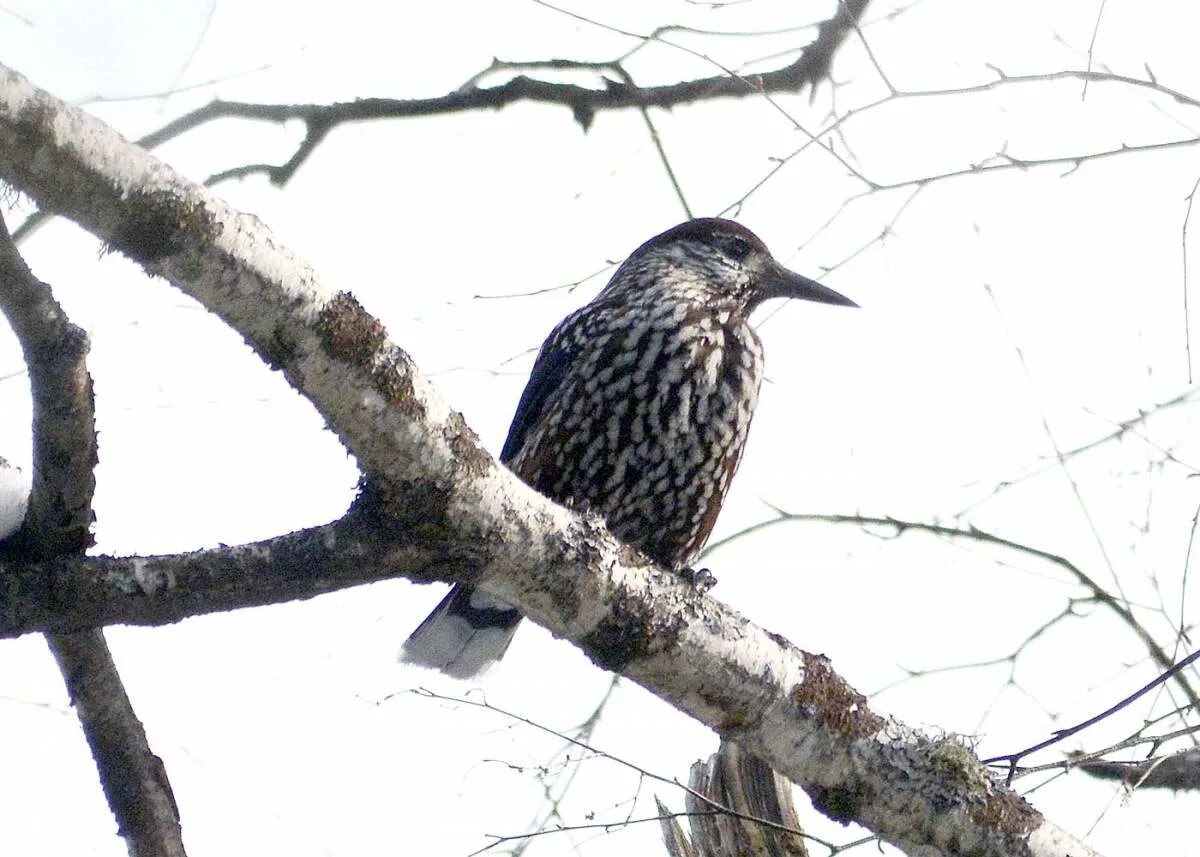 Птицы томска фото Spotted Nutcracker (Nucifraga caryocatactes). Birds of Siberia.