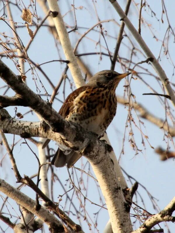 Птицы томска фото Рябинник (Turdus pilaris). Птицы Сибири.