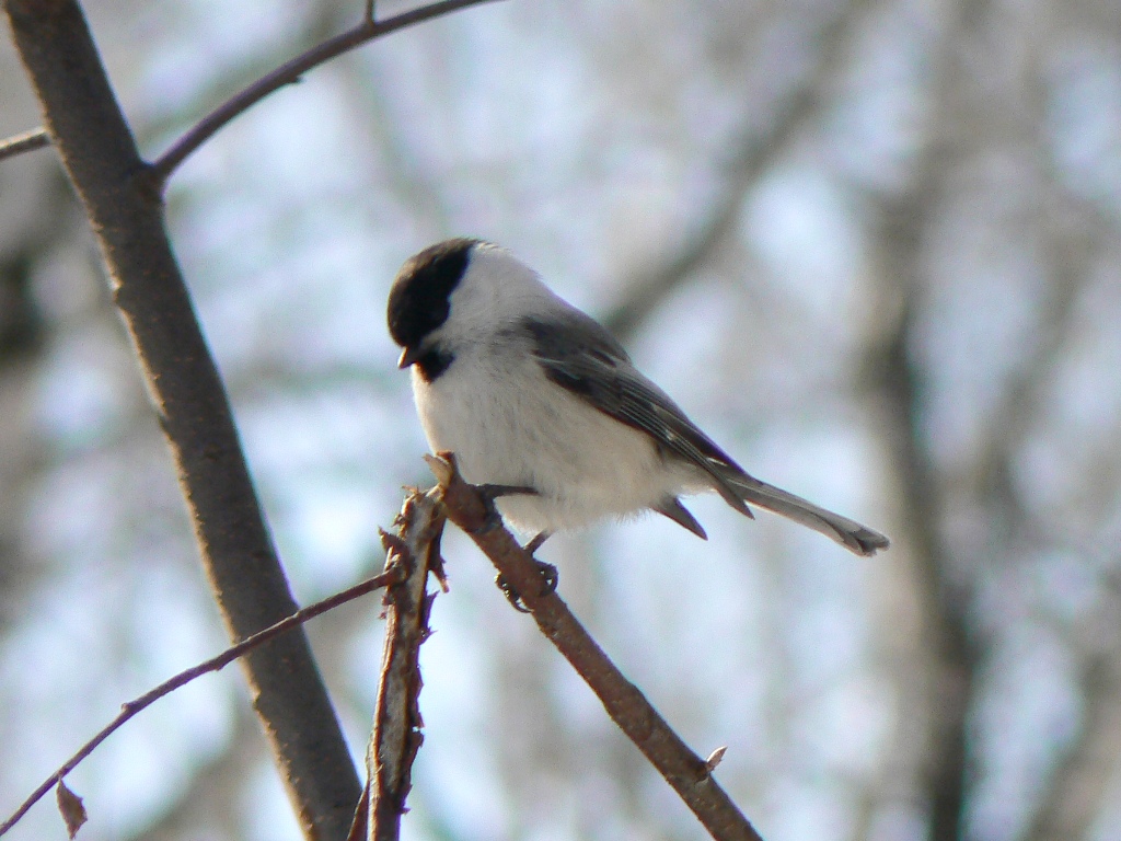 Птицы томска фото Willow Tit (Parus montanus). Birds of Siberia.