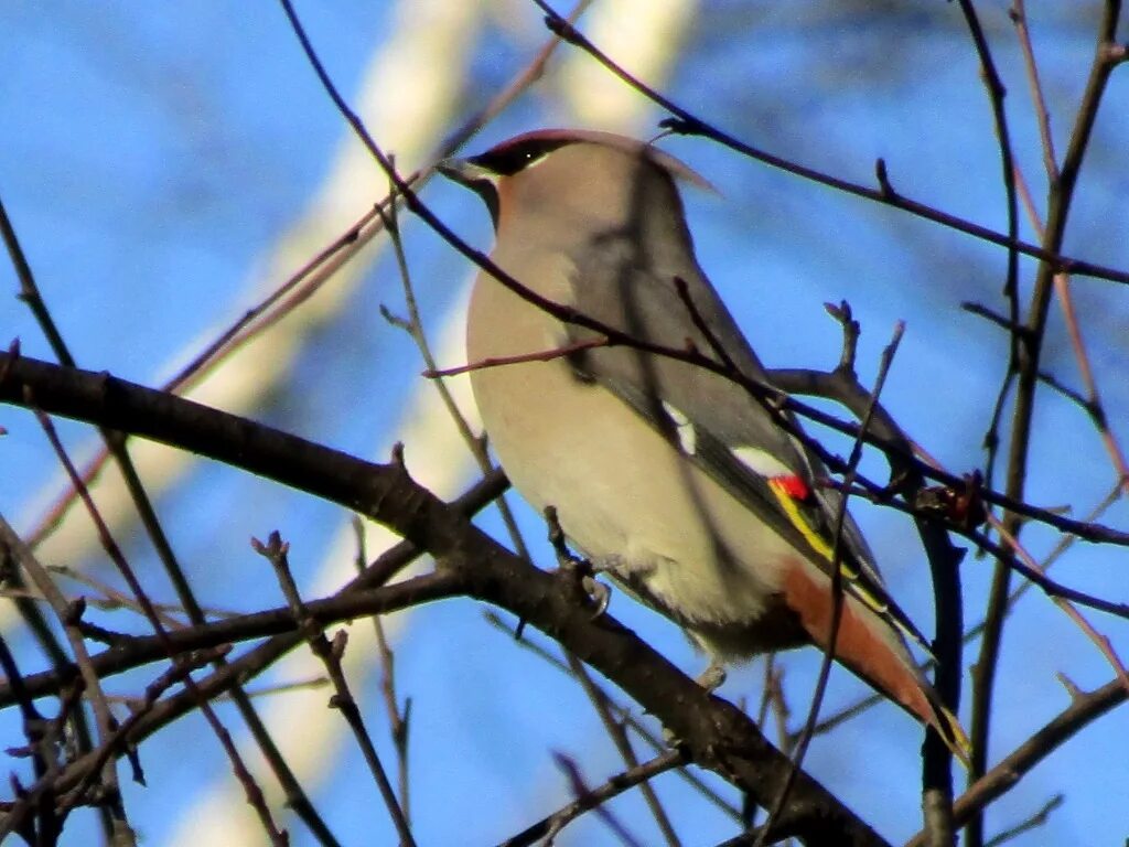 Птицы томска фото Bohemian Waxwing (Bombycilla garrulus). Birds of Siberia.