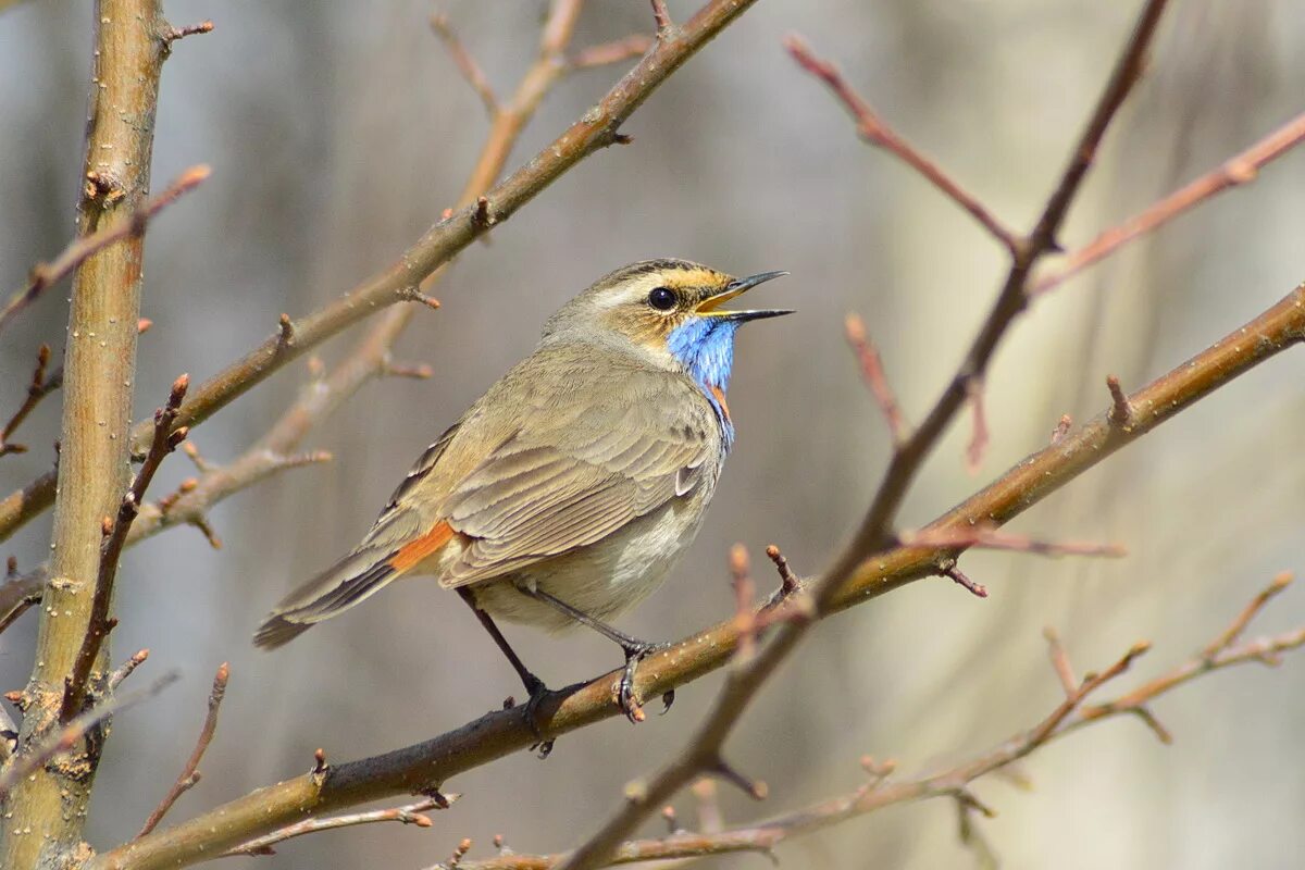 Птицы томска фото Bluethroat (Luscinia svecica). Birds of Siberia.