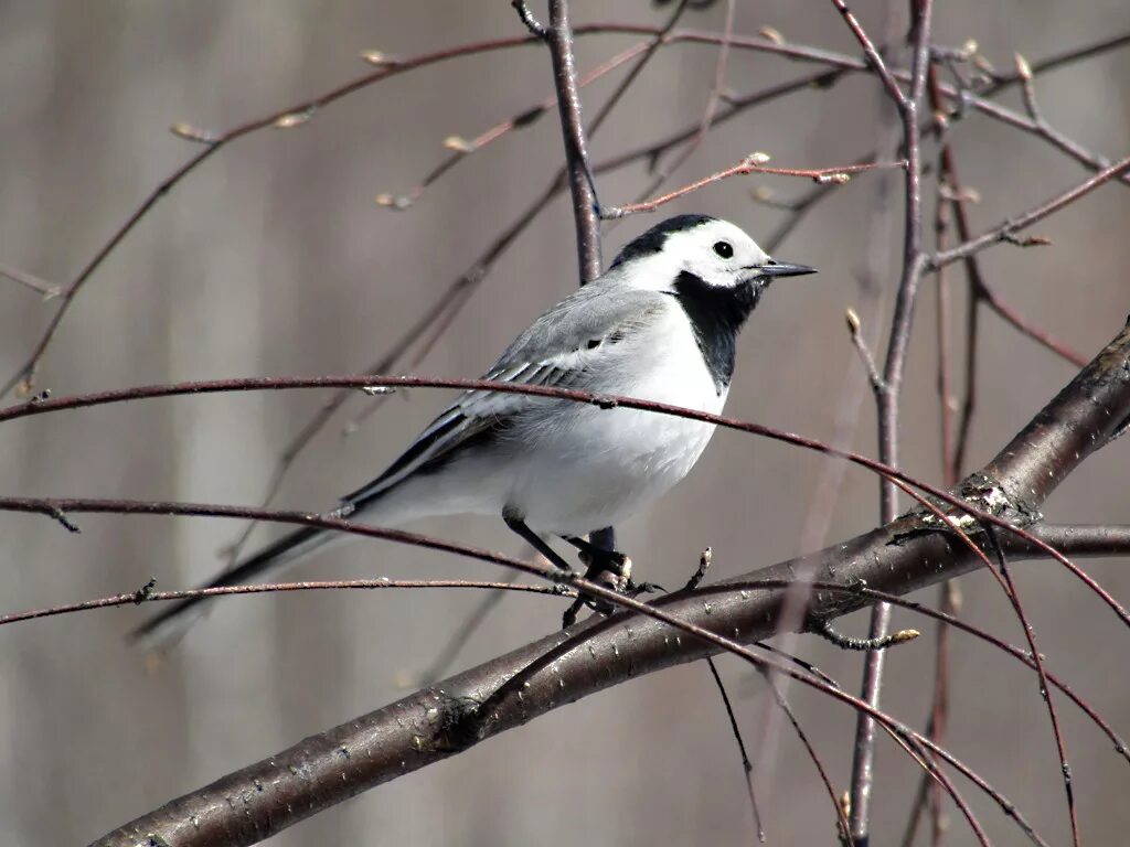 Птицы томска фото White Wagtail (Motacilla alba). Birds of Siberia.