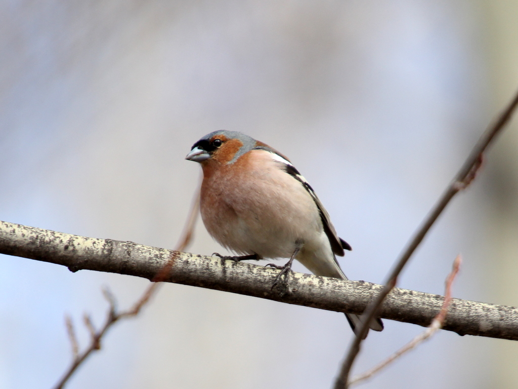 Птицы томска фото Common Chaffinch (Fringilla coelebs). Birds of Siberia.