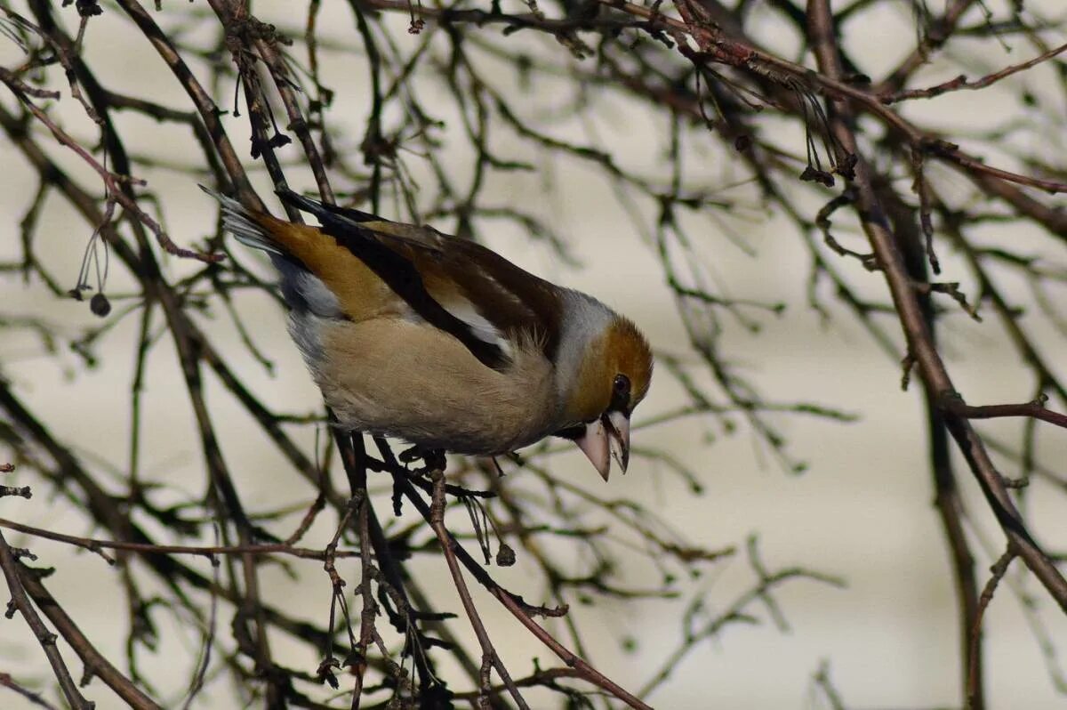 Птицы томской области фото с названиями Hawfinch (Coccothraustes coccothraustes). Birds of Siberia.