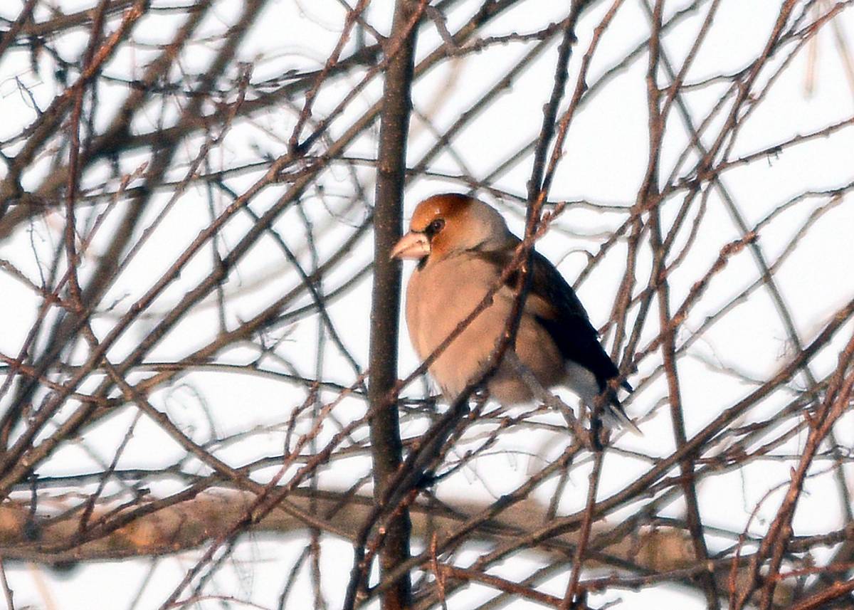 Птицы томской области фото с названиями Hawfinch (Coccothraustes coccothraustes). Birds of Siberia.