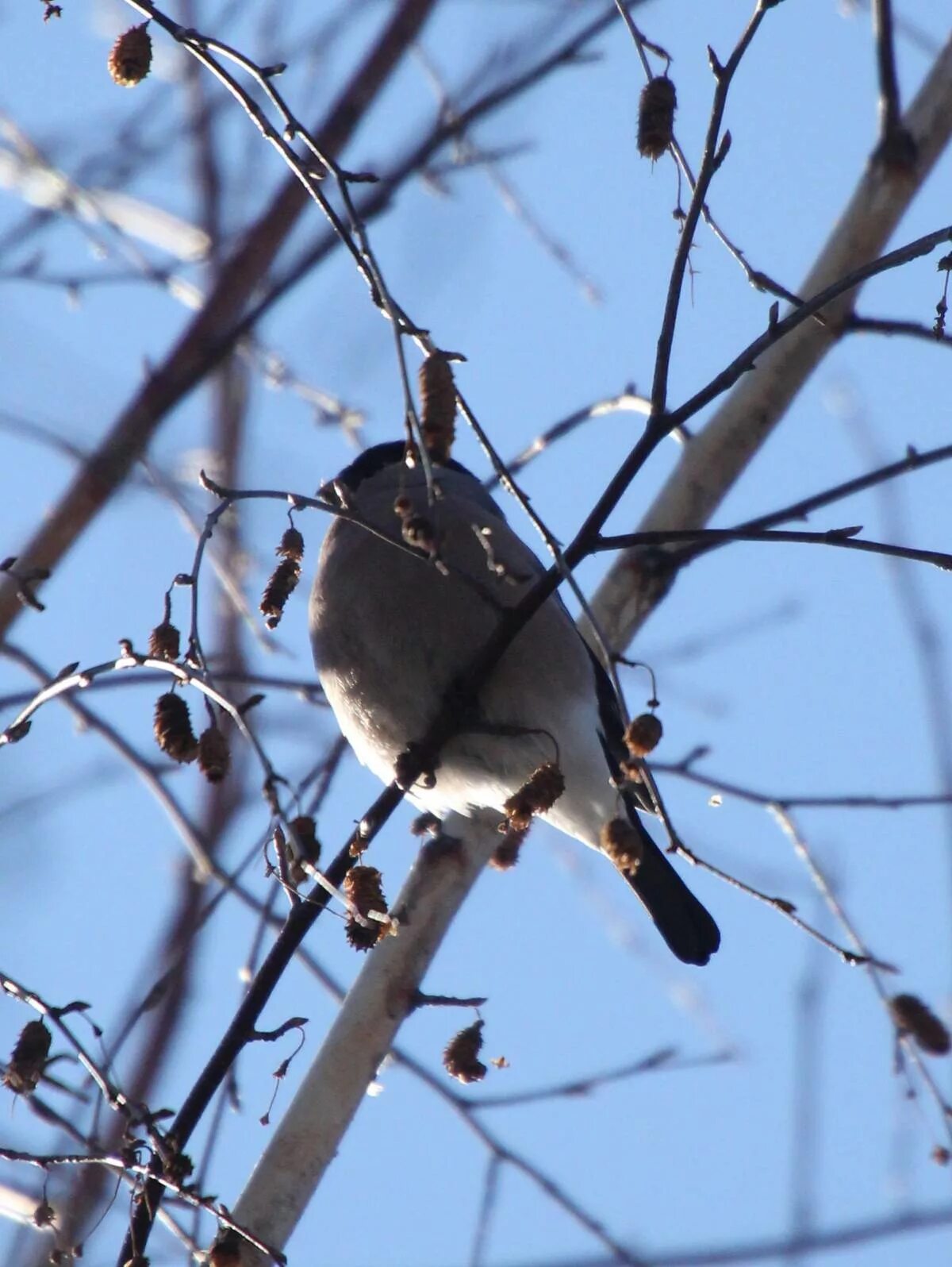 Птицы томской области фото с названиями Baikal Bullfinch (Pyrrhula cineracea). Birds of Siberia.