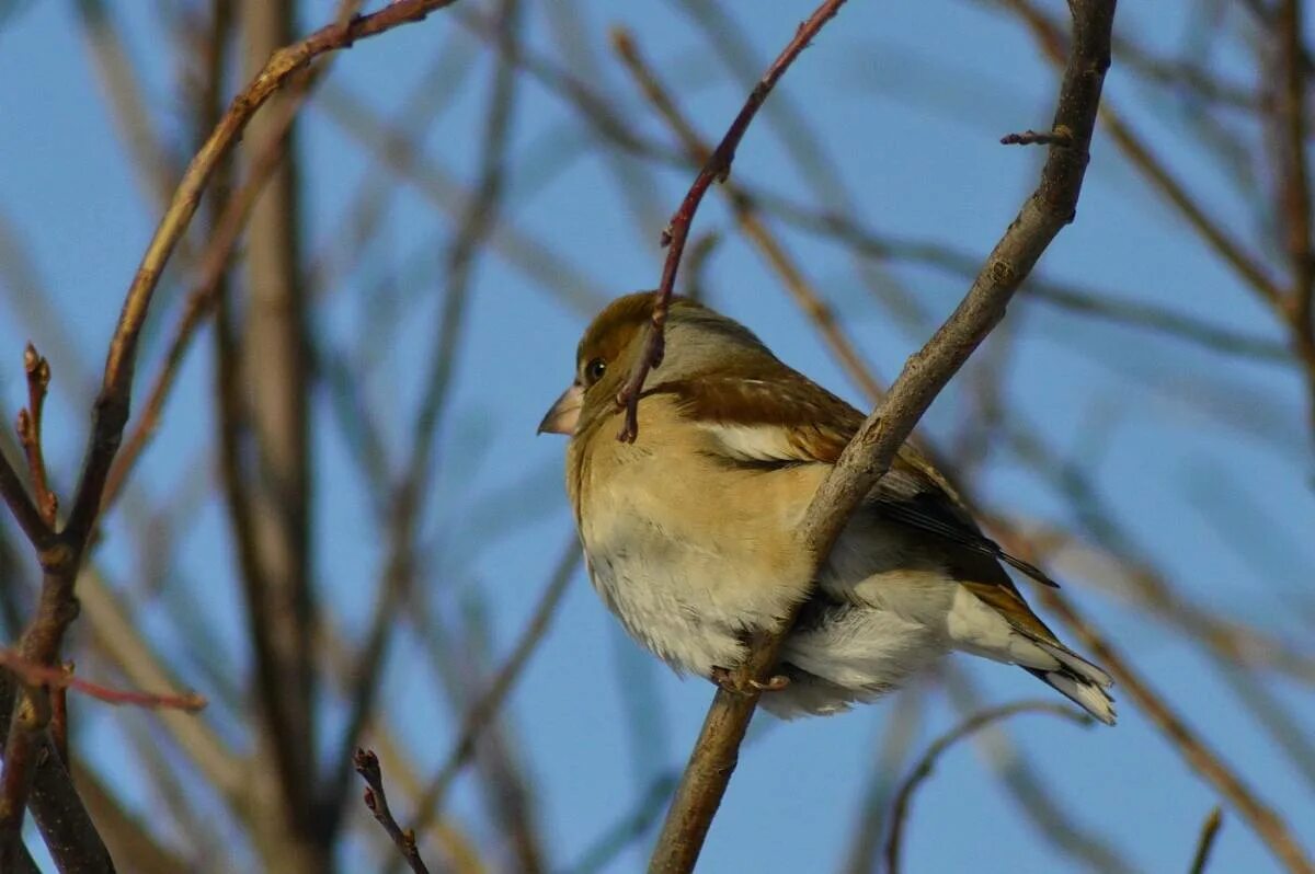 Птицы томской области фото с названиями Hawfinch (Coccothraustes coccothraustes). Birds of Siberia.