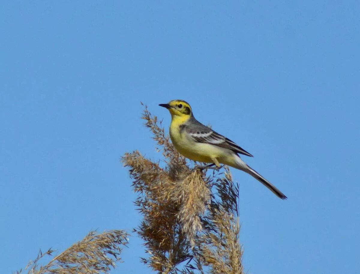 Птицы томской области фото с названиями Citrine Wagtail (Motacilla citreola). Birds of Siberia.